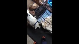 French bulldog won’t take no for an answer while the goofy one just sits and watches