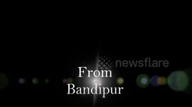 Elephant Charge - Evening Safari 02-08-2014