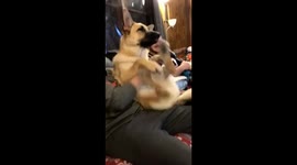 Dog really likes belly rubs