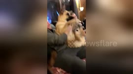 Newsflare Edit - Dog really likes belly rubs