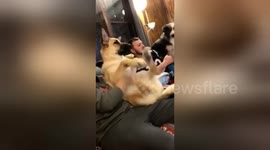 Dog can’t control his legs during amazing belly rubs