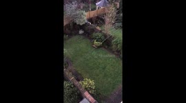 Fox explores Bristol back garden