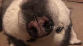 Is it a mole? Is it a dog? Camera zooms out to reveal unexpected face
