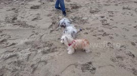 Small dog on the beach in cornwall barks at dog bin,  and is petrified to go over to it! Very funny.