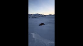 Dogs having fun