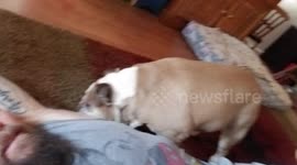 Determined bulldog insists human will play with her and like it