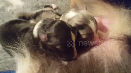 Newborn Sheltie puppies nursing