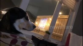 This dog is not impressed with the New England Patriots Superbowl win