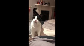 Cat with her toy