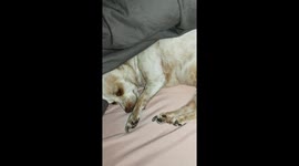 Dog snoring and dreaming