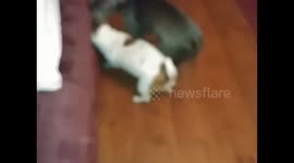 Jack Russell V Pitbull shenanigans