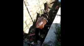 a horse falls in a 6 meter ditch