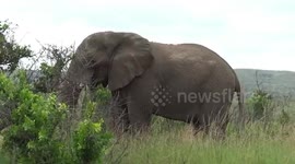 Durban Safaris with Tim Brown Tours - Elephant with five legs