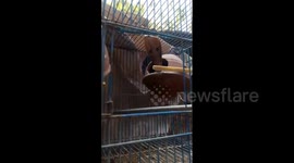 Hungry cobra spotted inside birdcage after snacking on pet finch