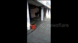Lost stag wanders through streets but dies hours later of ‘accidental’ injuries