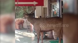 Deer strays into market, triggers panic in Chandigarh