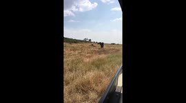 Elephant charging tourist Safari vehicle in Serengeti National Park