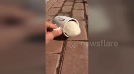 Shy guinea pig refuses to leave mug