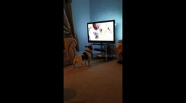 Dog watches dog