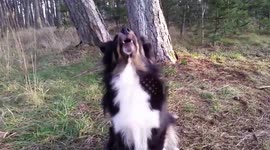Dog yowls in protest at being told to do tricks for her owner