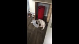 Nodding dog