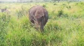 Durban Safari with Tim Brown Tours - Rhino grazing next to our vehicle