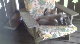Lazy raccoon swats mosquitoes
