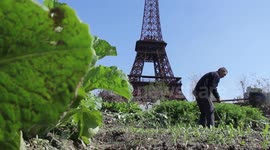 Fake Eiffel Tower sits in a vegetable field in China