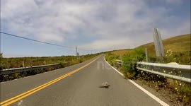 Bird outpaces cyclist on a road in California