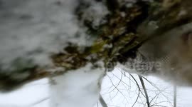 Squirrel steals video camera in deep snow