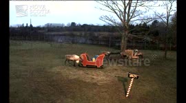 Rudolph the reindeer caught destroying Santa's sleigh