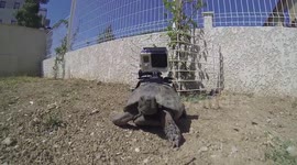 GoPro : Be a Turtle !