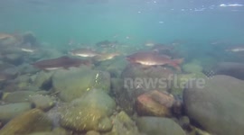 Swimming with migrating salmons