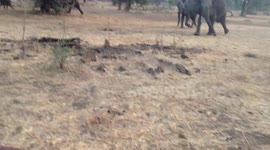 Herd of Elephants Chases Pack of Lions
