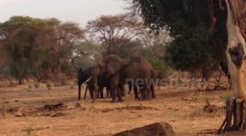 Herd of elephants chase pride of lions