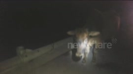 Moment driver hits cow in China