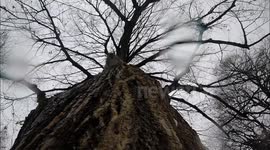 Squirrels running up and down a tree during Canadian winter