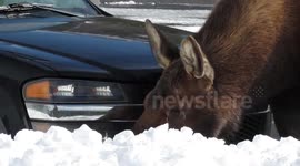 Moose Lickin' Fun