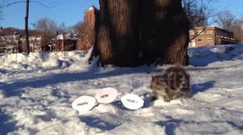 Squirrels leave a Happy New Year message