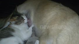Dog breastfeeds a cat in the Philippines