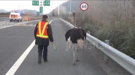 Angry ostrich runs down motorway in China
