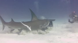 Hammerhead shark steals bait box from diver