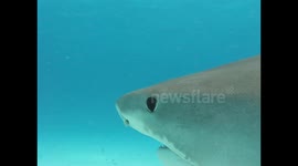 Tiger shark rolls in the hands of divemaster