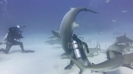 Tiger shark stands on her head for divemaster in the Bahamas