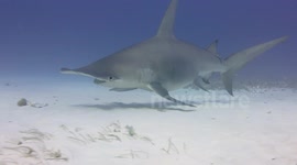 Swimming next to a 12 foot hammerhead shark