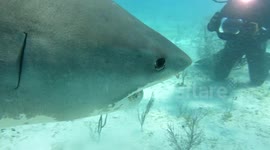 Diver in Bahamas films huge tiger shark swimming up to investigate
