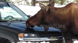 Moose licking truck