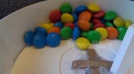 M&M sorting machine