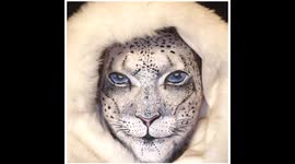 Snow leopard make up