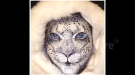 Snow leopard make up